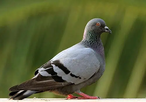 הרחקת יונים מבתים ומבני עסק